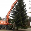 Christbaum 2011